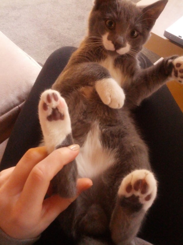 Or these multicolored paws that come attached to a cat with a mustache: