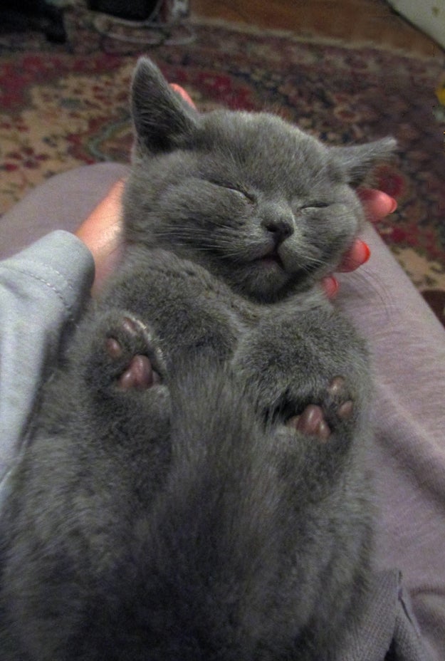 Feast your eyes upon these paws that are so relaxed: