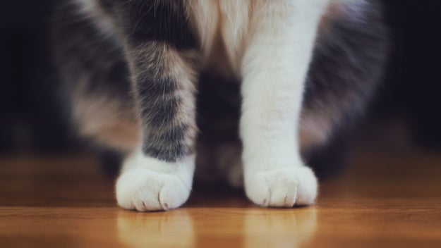 And these paws that don't match, but are still adorable: