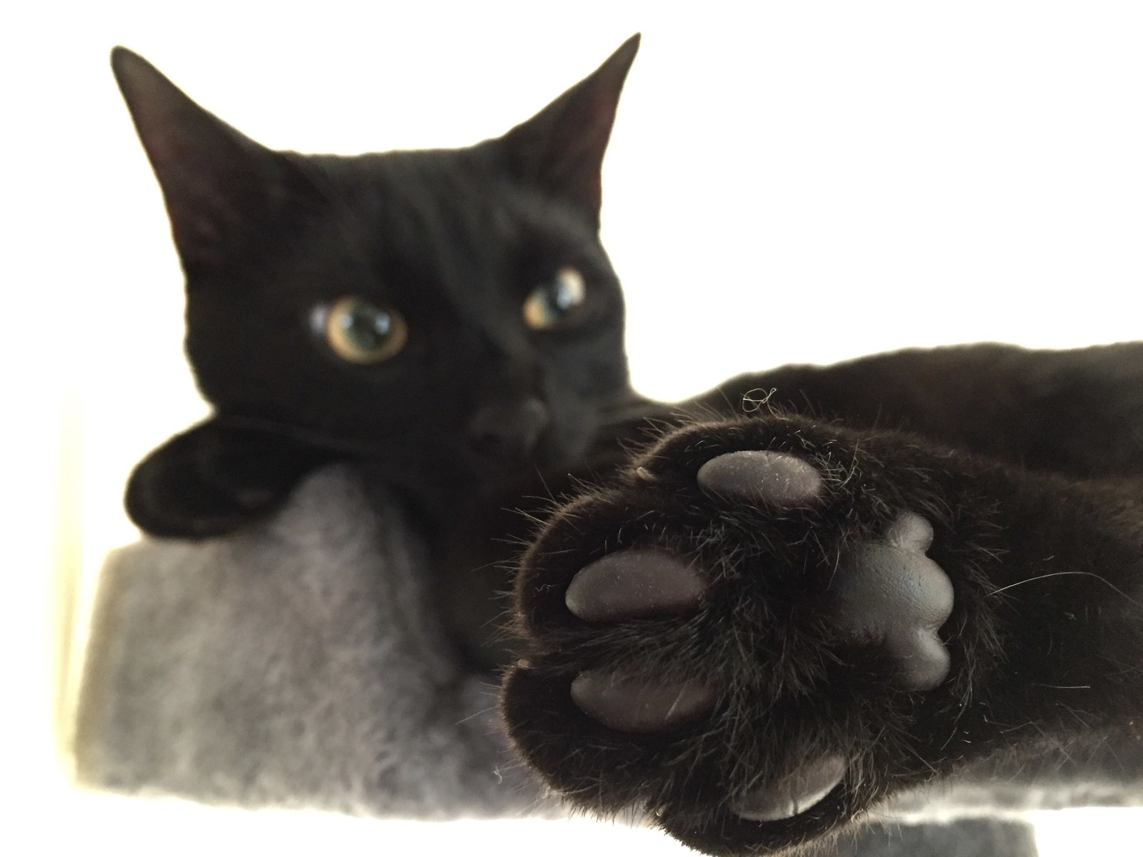 Black Cat Toe Beans Factory Sale 1691431327