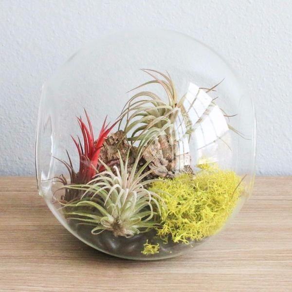 Buy your bae an exotic air plant. because you know they're one-of-a-kind.