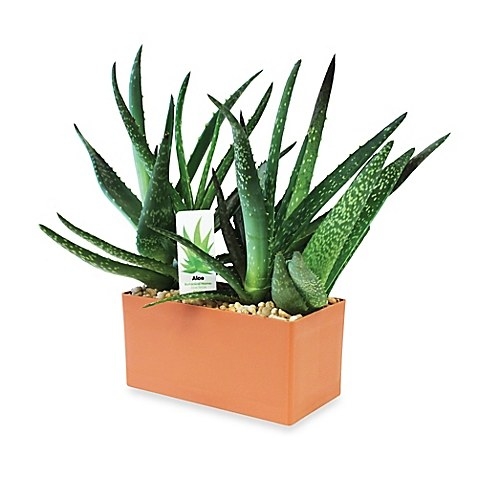 Help boo take care of their boo-boos with this helpful lil' aloe vera plant!