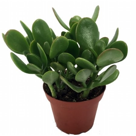 The jade plant, or money plant, has rich succulent leaves and is supposed to symbolize friendship and good luck, which hey, everybody needs, right?