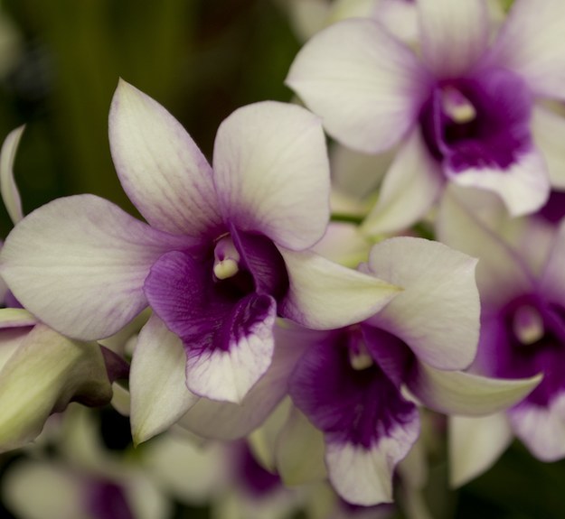 Dendrobium (den-DROH-bee-um) genus