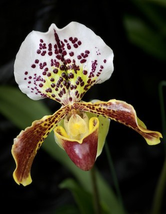 Paphiopedilum (paff-ee-oh-PED-eh-lum) genus