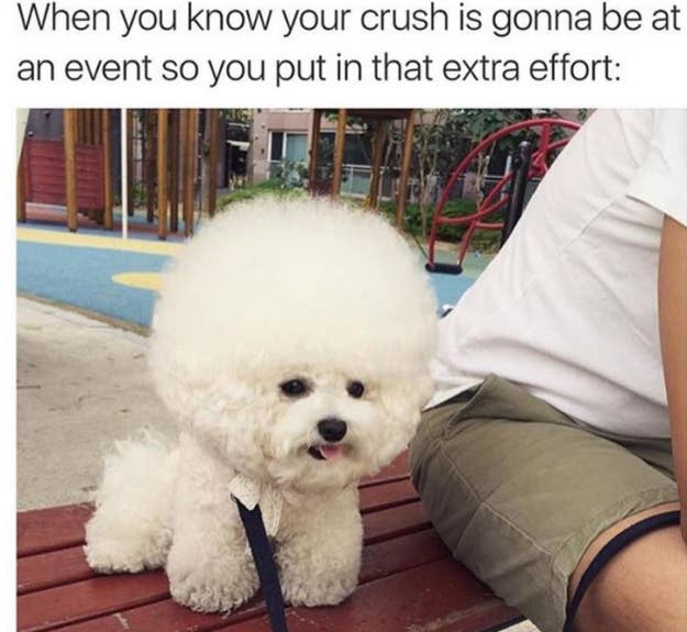 21 Memes You Should Send To Your Dog