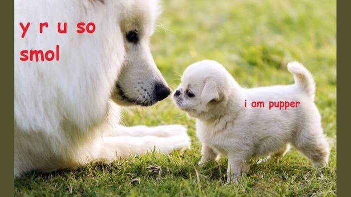 A N G E R Y Z O O M Smol Animol Memes Facebook