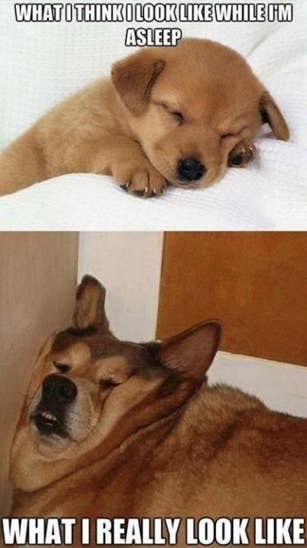 21 Memes You Should Send To Your Dog