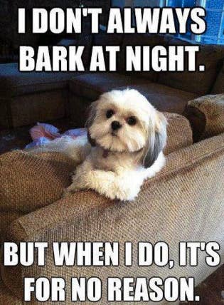 21 Memes You Should Send To Your Dog