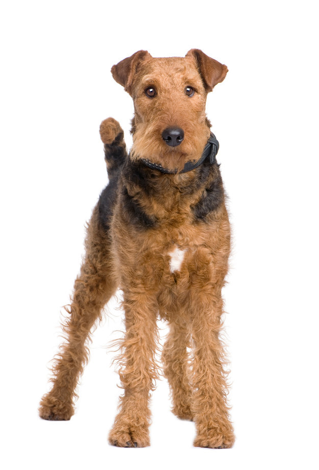 30 Best Images Lakeland Terrier Puppies Mn : Irish Terrier Dog Breed Profile Petfinder