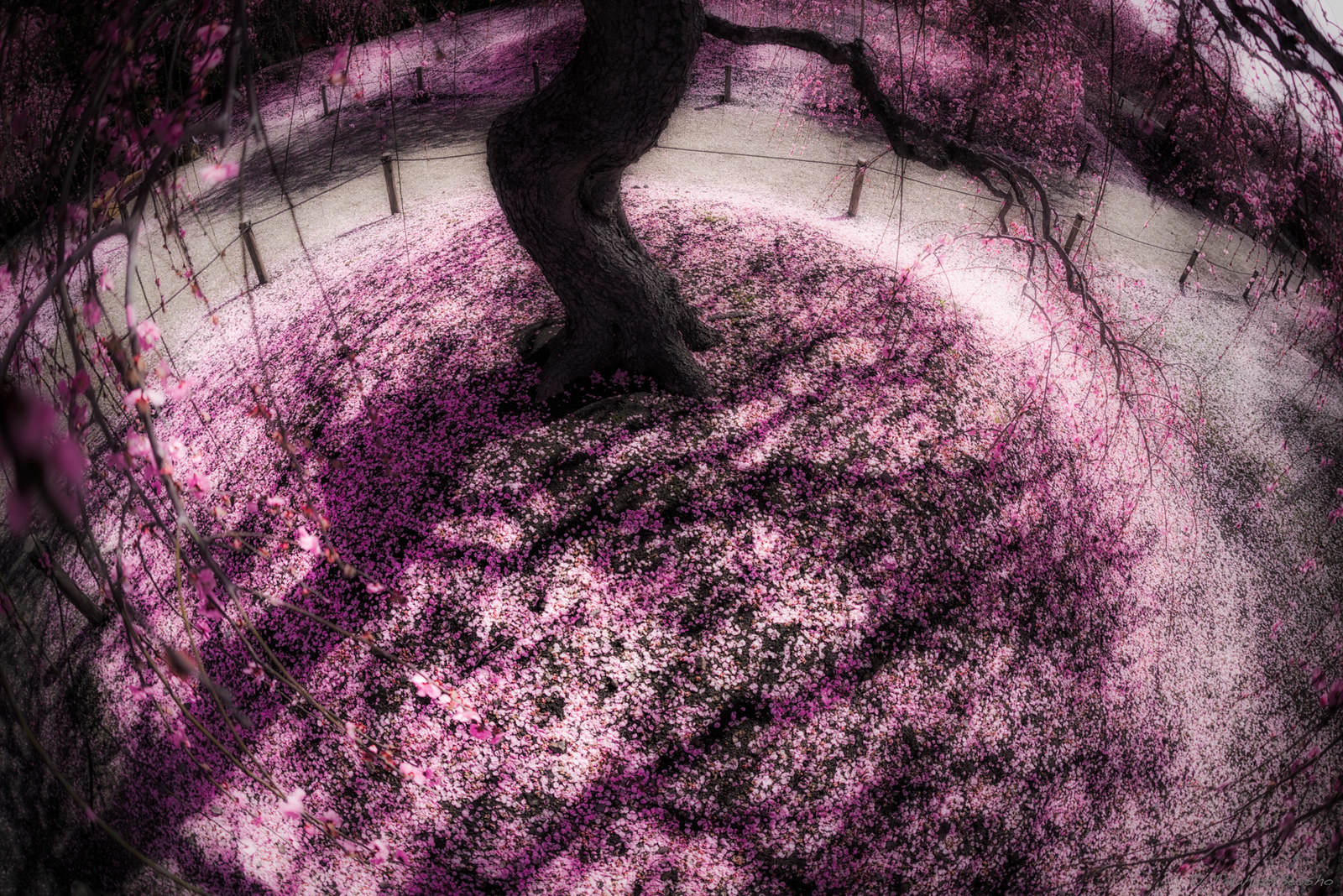 (撮影:2016年3月11日)