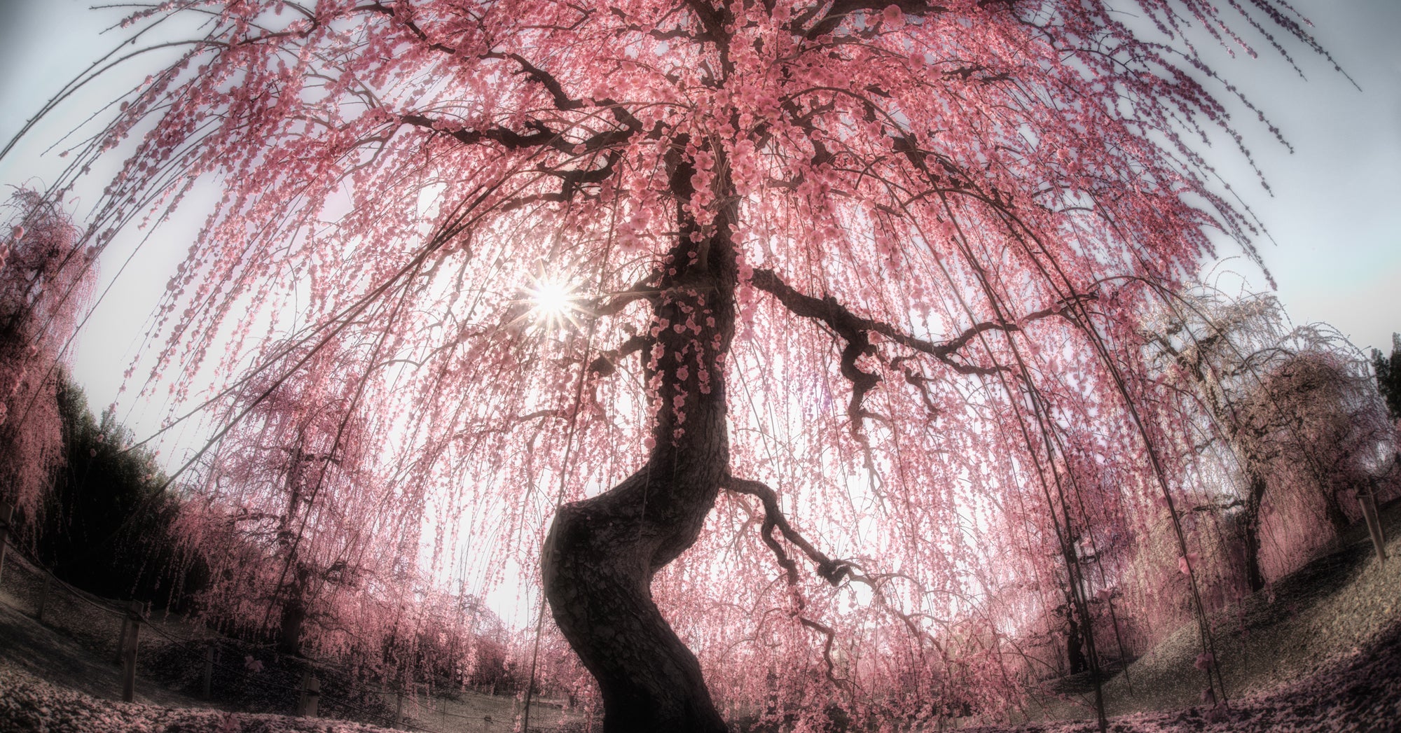 咲きほこる花びら 春が待ち遠しくなる5枚の写真