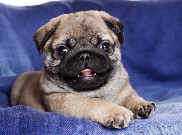 Lil Puggie Dog