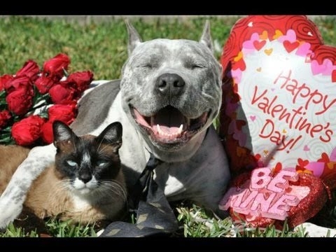 Dogs and cats summed up right?
