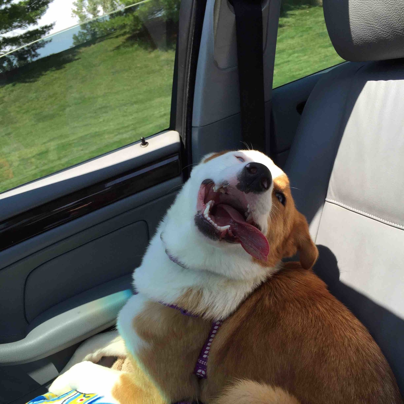 18 Sweet Doggos Who Are The Best Car Passengers Ever