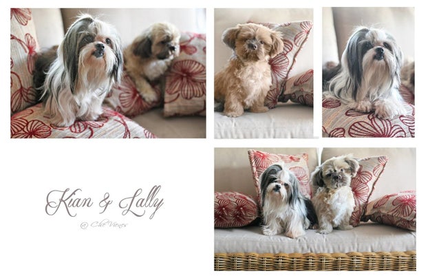 Lally, a shih tzu from Laguna, Philippines, met her boyfriend Kian, another shih tzu, more than a year ago.