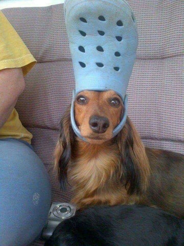犬好きならば何があっても究極に癒されるレベルの犬画像