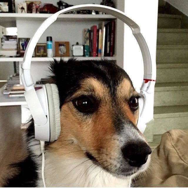 犬好きならば何があっても究極に癒されるレベルの犬画像