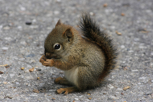 What's cuter than a Squirrel? A Squirrel gently clasping its favourite food and nimbly chewing.