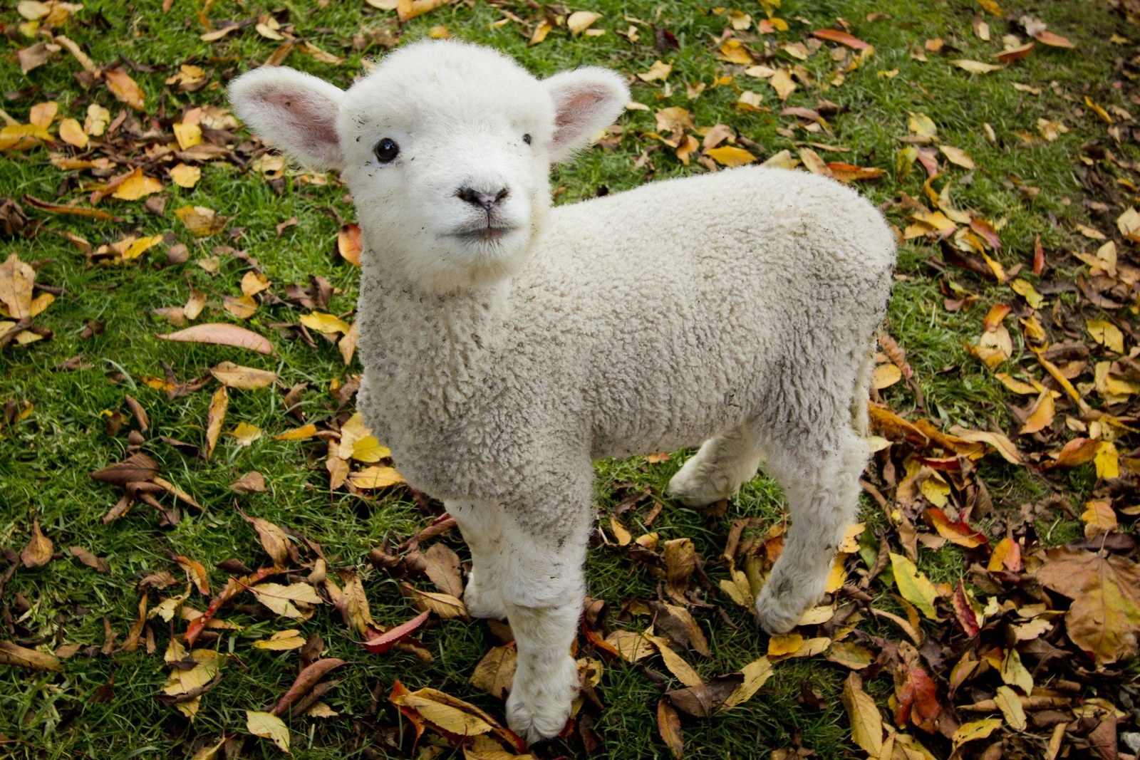 Holla to all the vegos out there who don't eat these adorable babies.