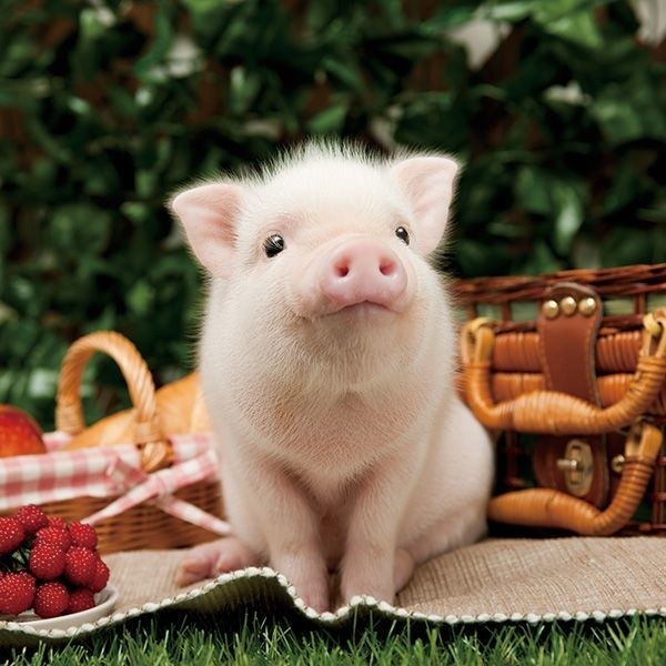 This photo may or may not be the reason eating pigs is banned in some religions.