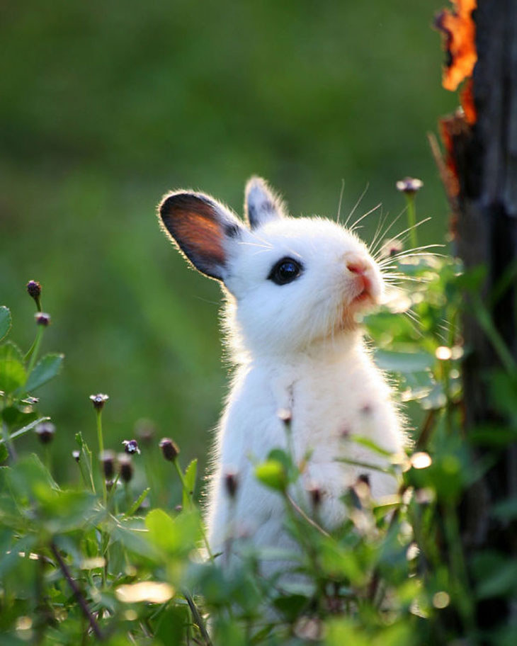 This bunny is looking into it's bright future.