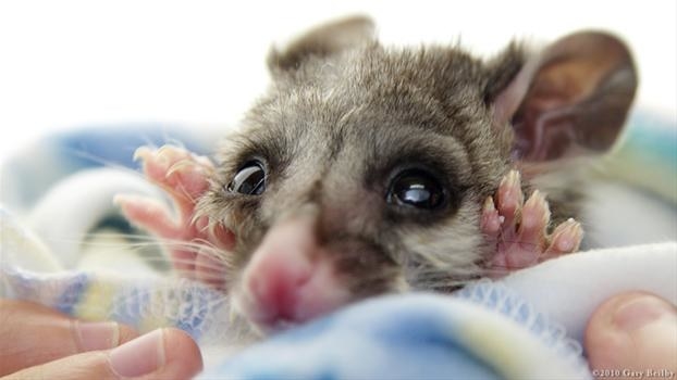 Starting us off, a bleary eyed possum welcomes us to this "naw" inspiring (get it) listicle with a wave...look at those paws <3
