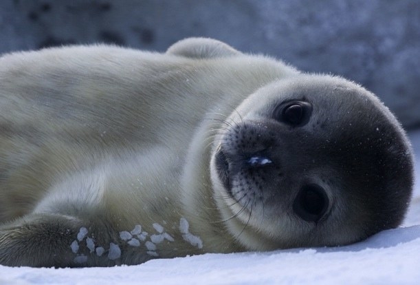 Who can say if this seal is cute or the epitome of perfection?