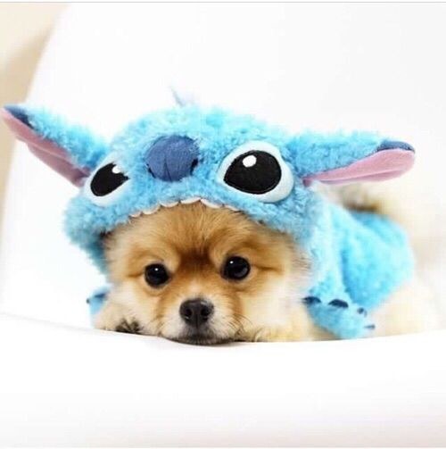 You are a cute little pet dog, but will still be affected by Overpopulation.