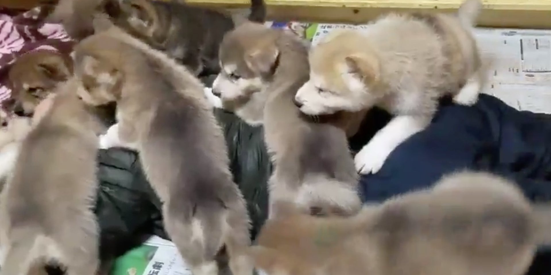 閲覧注意 群がってくるオオカミ犬の子犬たち 癒し動画がtwitterで話題に