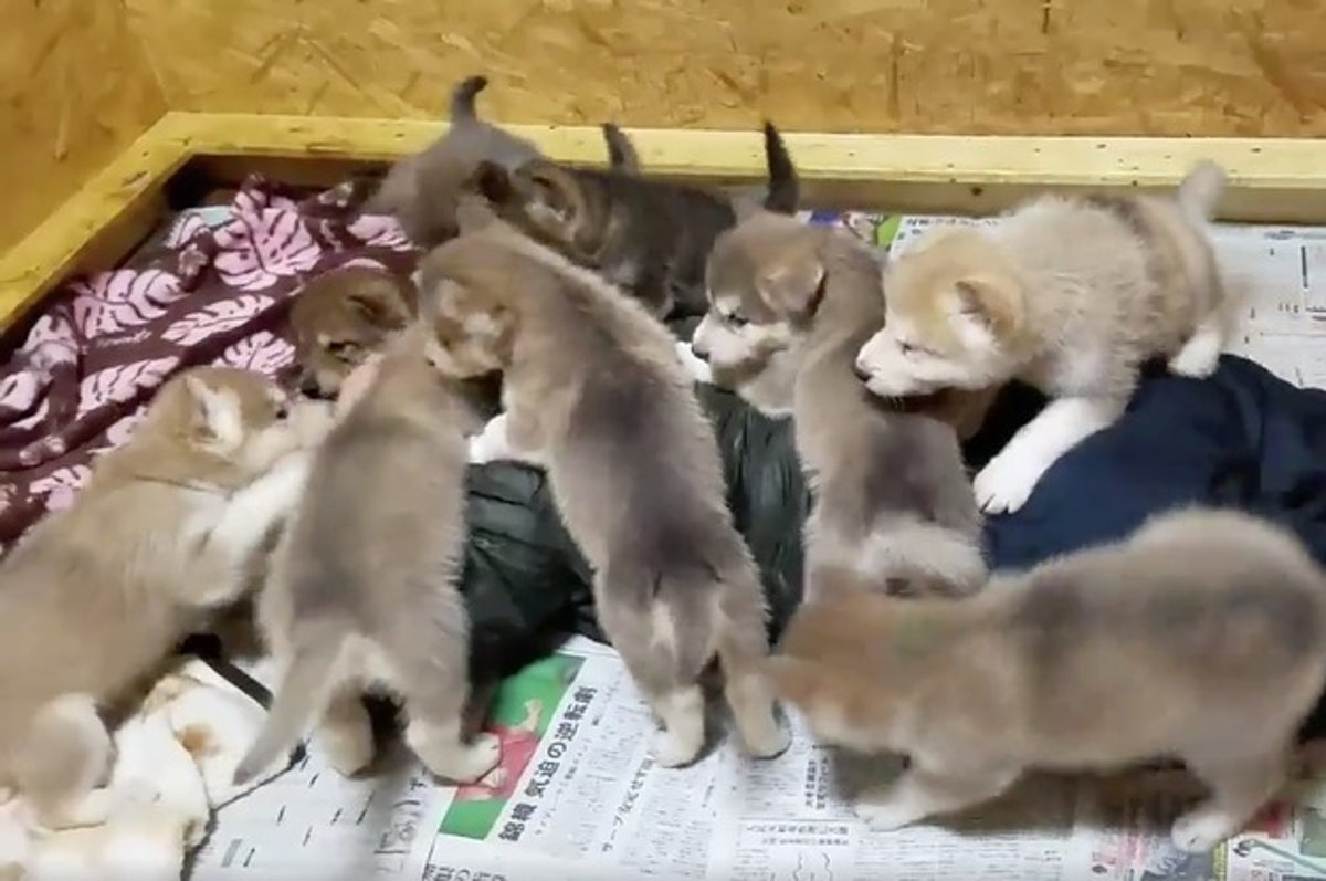 閲覧注意 群がってくるオオカミ犬の子犬たち 癒し動画がtwitterで話題に