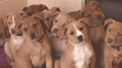 You'll have many fur babies!