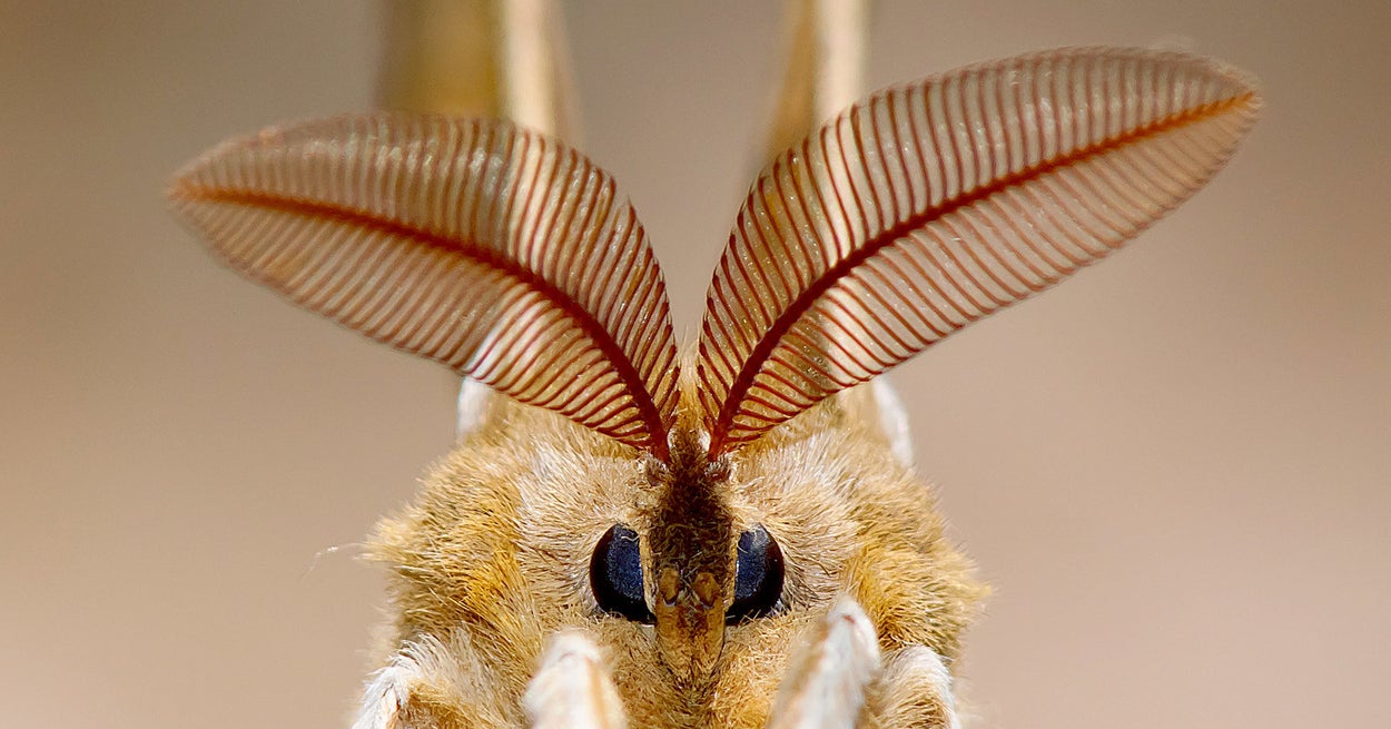 Бабочка с усиками