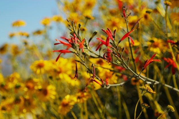 The flowers at Anza-Borrego Desert State Park and surrounding deserts have bloomed after an onslaught of rain in recent months, following years of extreme drought in the region.