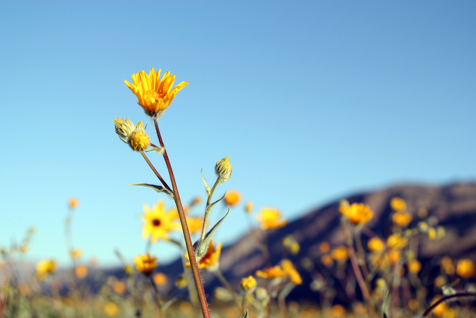 The California Desert Is Experiencing A Rare 