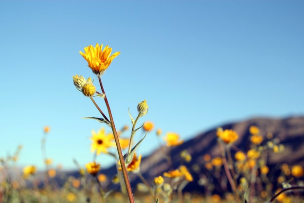 The last super bloom that was "bigger and better than this, but not by much," occurred back in 1998, according to Dice.