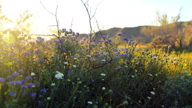 A rare "super bloom" of wildflowers is happening right now in the Southern California desert and its said to be unlike anything seen in the area in nearly 20 years.