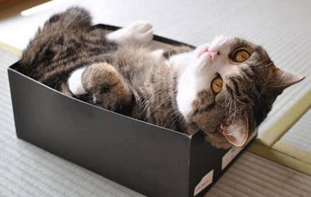 These Are The 11 Most Important Cats In Japan Right Now