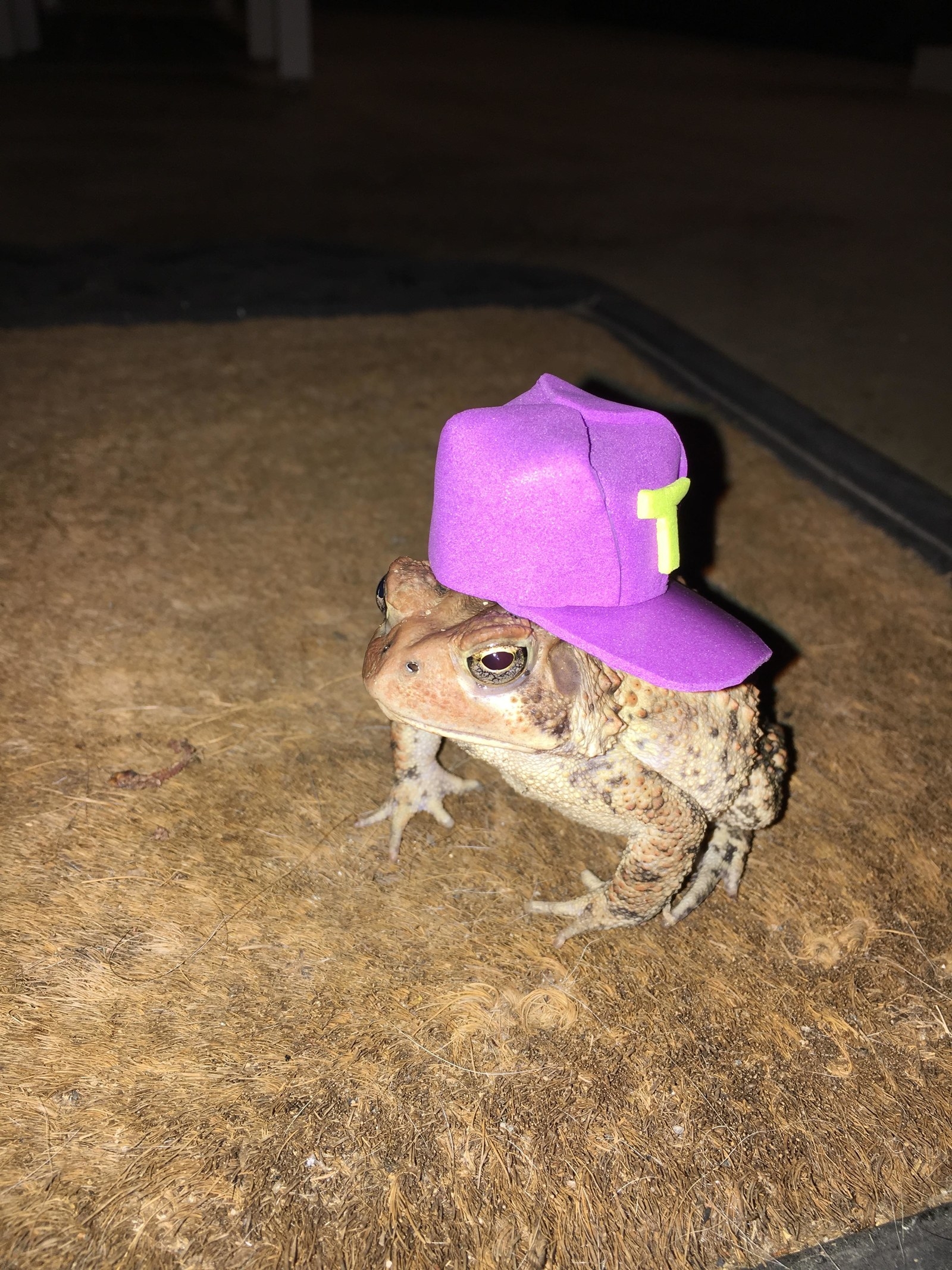 frogs in hats