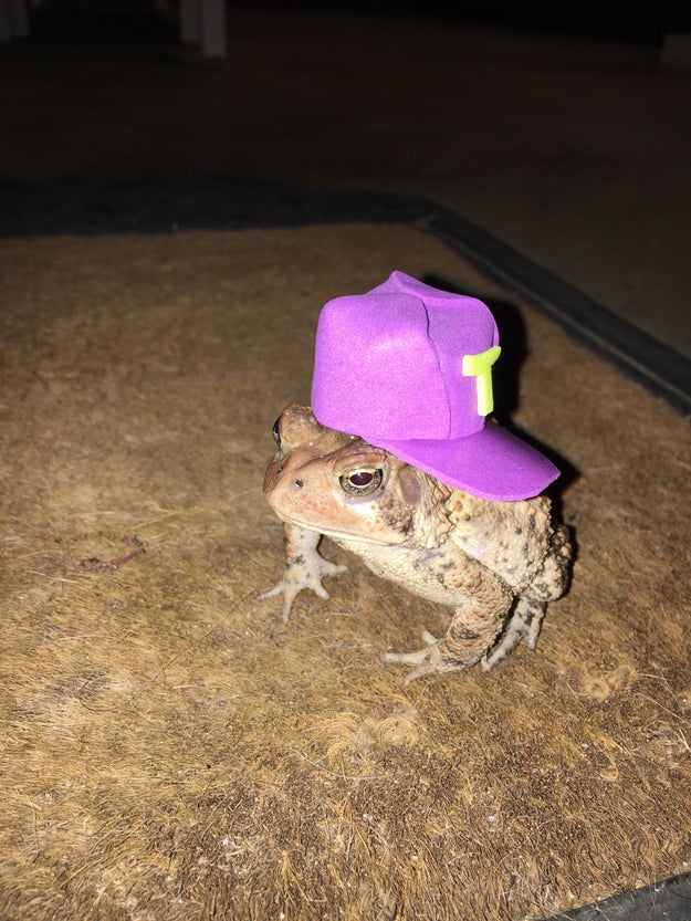 Newsome told BuzzFeed News he started making the hats to cheer up a friend's son who had lost his own pet toad "because all kids would laugh at a toad with a hat."