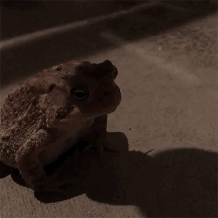 However, the toad never hopped off with the hats, he said.