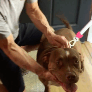 Look how happy they both are! She's called Ginger, and she was a breeding dog for a cruel and illegal pit bull fighting ring until she was rescued by the ASPCA. Patrick is fostering Ginger to help her find a permanent home, to raise awareness about adopting pets, and to spread the "Adopt Don’t Shop" message. Amazing.