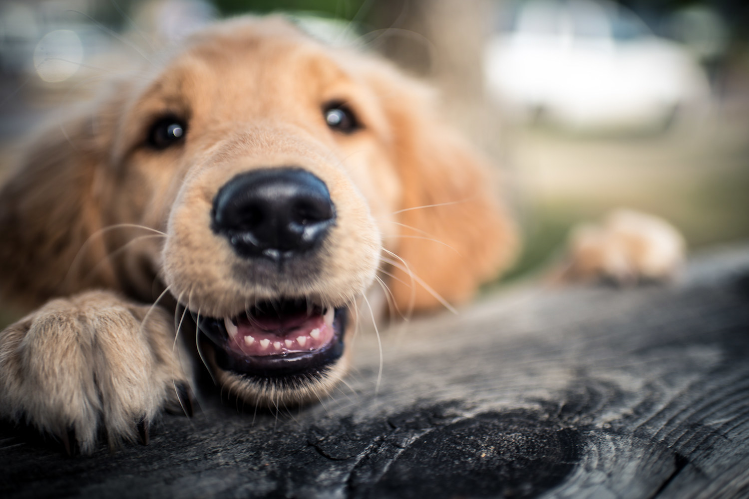 At 3D Systems, prosthetic limbs were created for a dog named Derby, who can now run around freely.