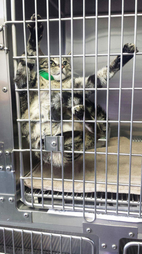  17 Cats Who Have Been Totally And Utterly Betrayed  “I will have my revenge, human.”  Sub-buzz-11333-1489510285-2