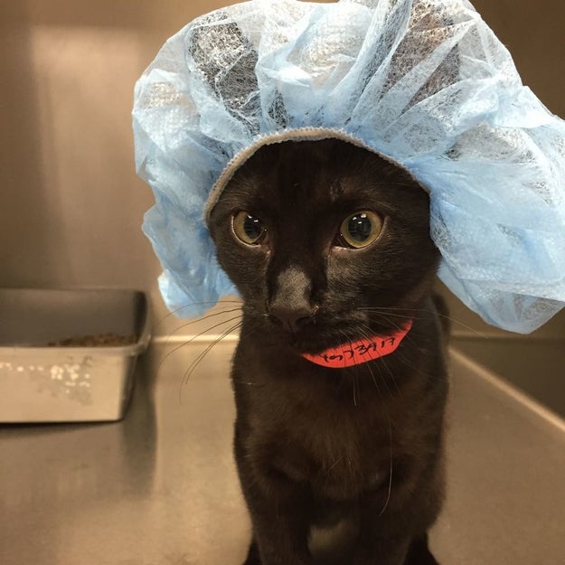  17 Cats Who Have Been Totally And Utterly Betrayed  “I will have my revenge, human.”  Sub-buzz-4605-1489510705-13