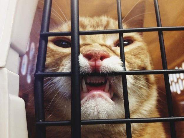  17 Cats Who Have Been Totally And Utterly Betrayed  “I will have my revenge, human.”  Sub-buzz-4616-1489510430-1