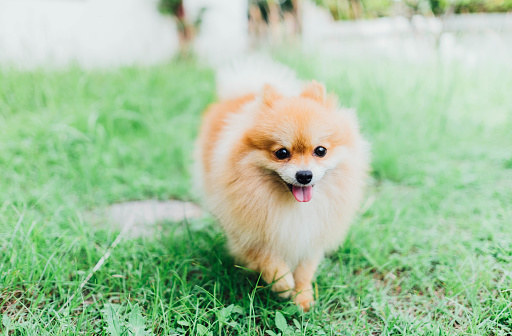 Pomeranian