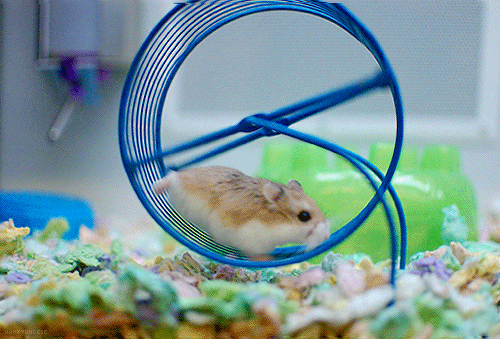 Hamster