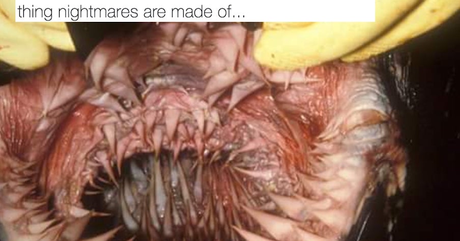 かわいい動物の口の中の写真 どれも夢に出てきそうなレベル