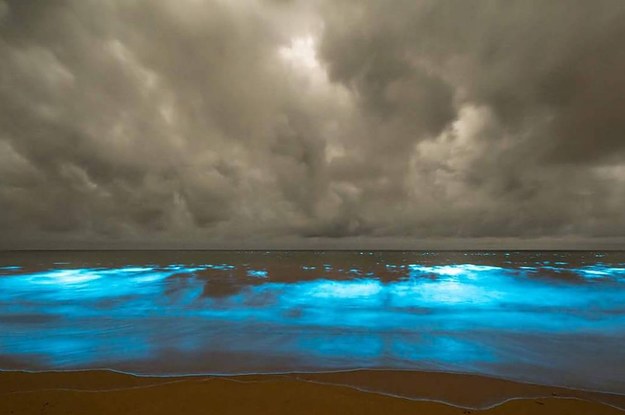 This Breathtaking Algae Bloom Is One Reason To Go To The Beach At Night